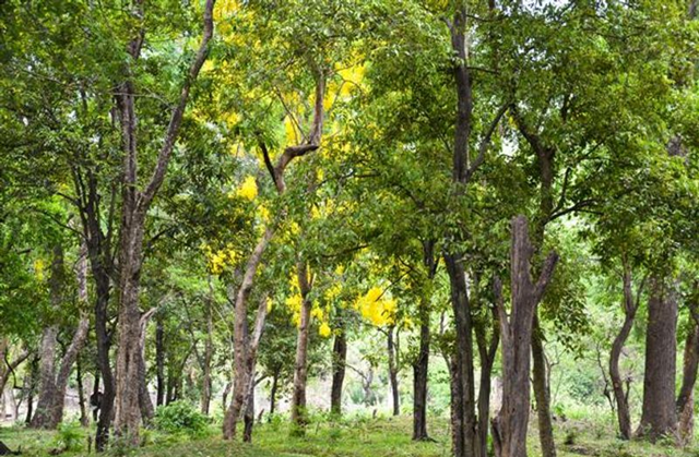 സ്വകാര്യ ഭൂമിയിലെ ചന്ദന മരം മുറിച്ച് വില്‍പന നടത്താം; ബില്‍ മന്ത്രിസഭ അംഗീകരിച്ചു, kozhikode news, calicut news, best psc coaching centre kozhikode silverleaf psc academy, best psc coaching centre calicut silverleaf psc academy